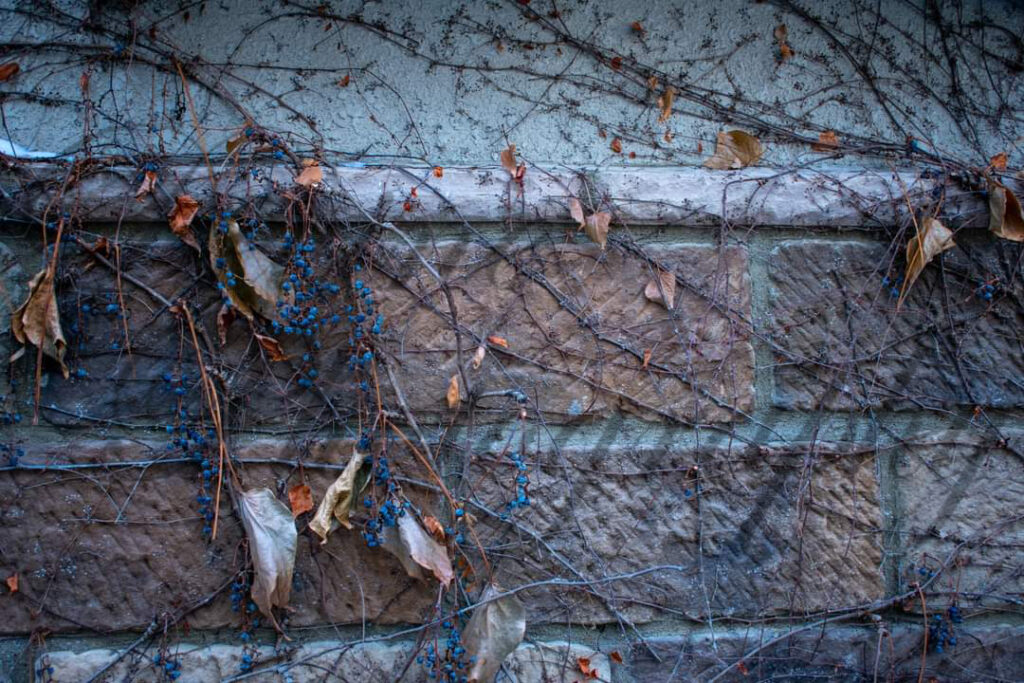 Overgrown